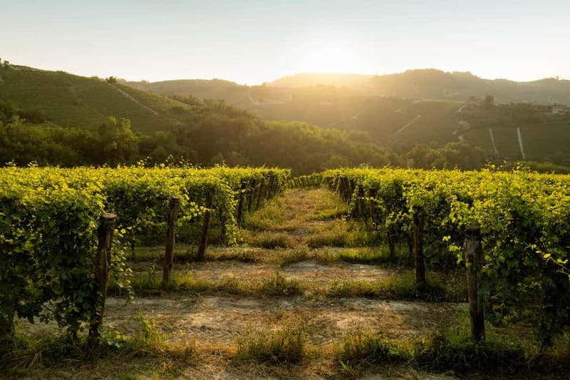 Monforte d'Alba: Wine Tasting, Cellar Visit, and Vineyard Tour - What You Taste: Three Piedmont Wines