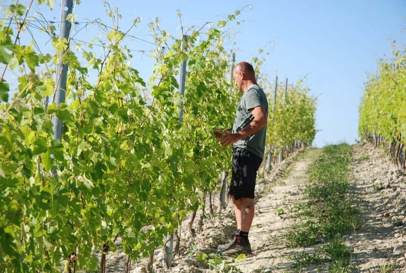 Monforte d'Alba: Wine Tasting, Cellar Visit, and Vineyard Tour - How the Two Hours Are Structured