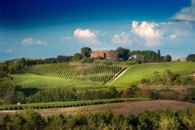 Castle and Vineyards Tour with Tasting