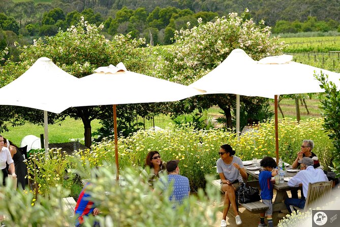 Montalto Vineyard: Mornington Peninsula Discovery Wine Tasting and Lunch - The 11:00 am arrival and the estate setting