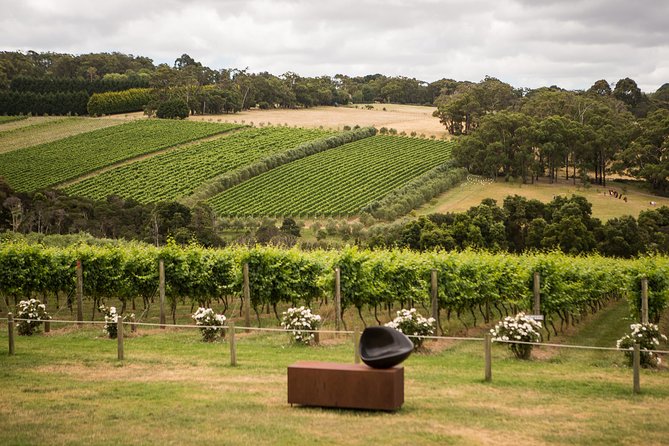 Montalto Vineyard: Mornington Peninsula Discovery Wine Tasting and Lunch - Lunch in the Alfresco Piazza