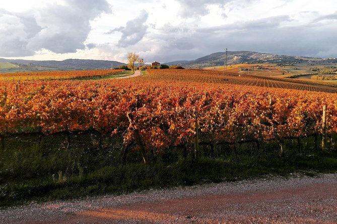 Montefalco: Historic cellar and vineyard tour with wine tasting - Seven wines, four food pairings, and a relaxed table