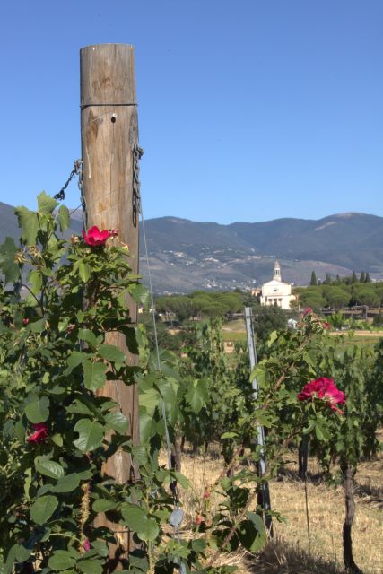 Montefalco: Winery and Vineyard Tour and Private Tasting - Three wines that explain Montefalco