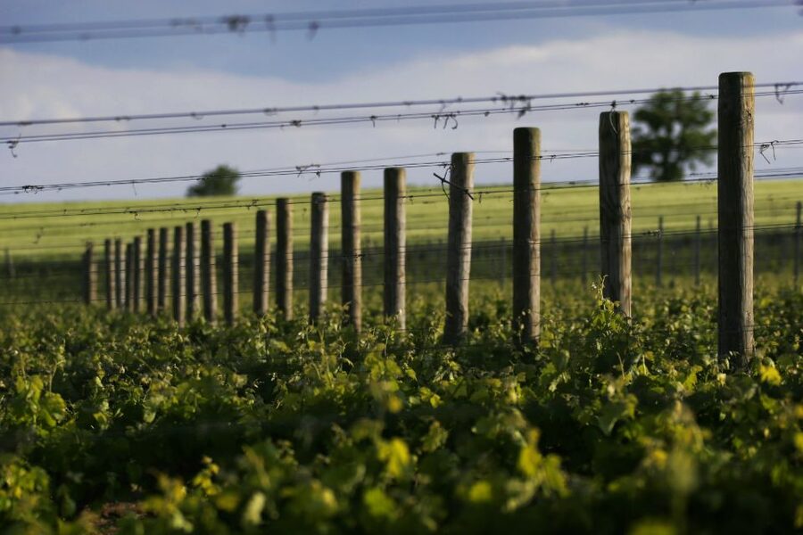 Montefalco: Winery and Vineyard Tour and Private Tasting - Timing, planning, and small practical details