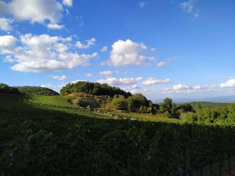 MONTEPULCIANO - PIC NIC WITH WINE! SURROUNDED BY VINEYARDS - How the 1.5-hour schedule works