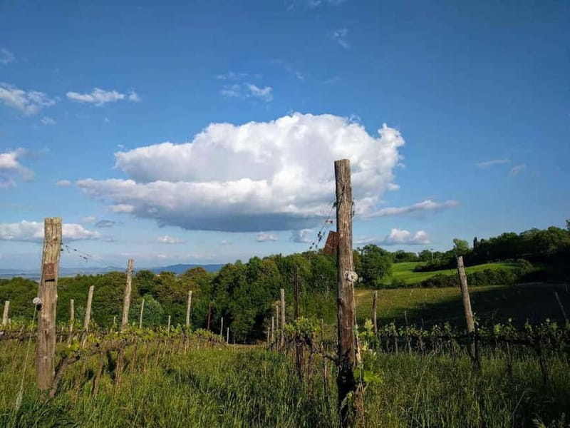 MONTEPULCIANO - PIC NIC WITH WINE! SURROUNDED BY VINEYARDS - Is $53 per person good value?