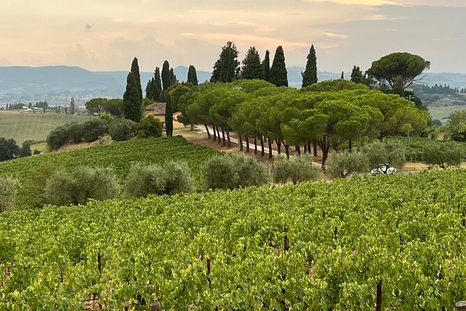 Montepulciano Vineyards Wine Tour with 3 Estates Visit - Private transport makes a long wine day easier