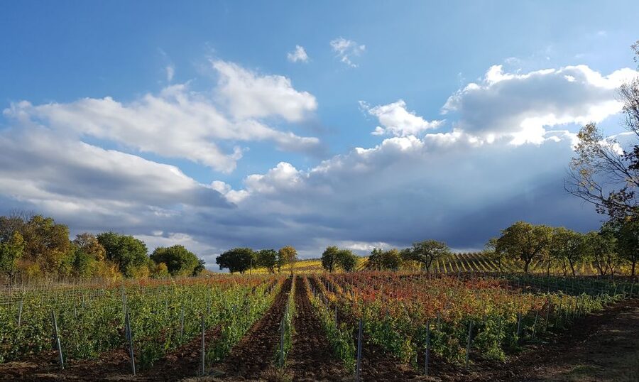 Montepulciano: Winery Tour, Tasting, and Vineyard Picnic - The 30-minute winery and cellar visit
