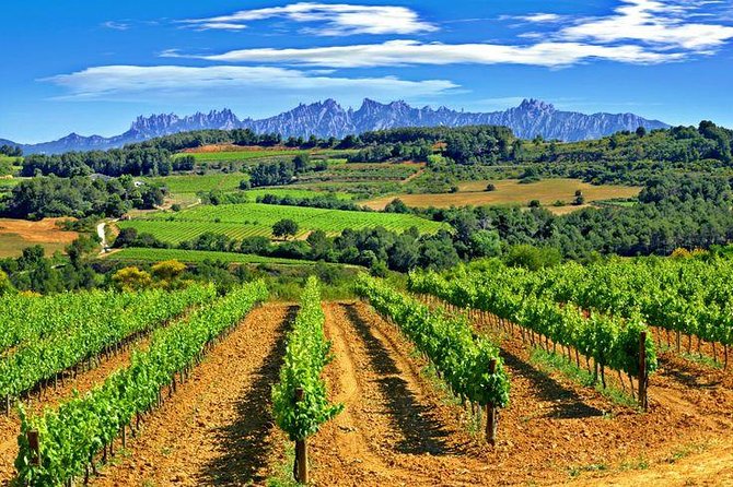Montserrat,Vineyard, Wine Tasting Small Group Tour & Hotel Pickup - What the cava visit actually includes