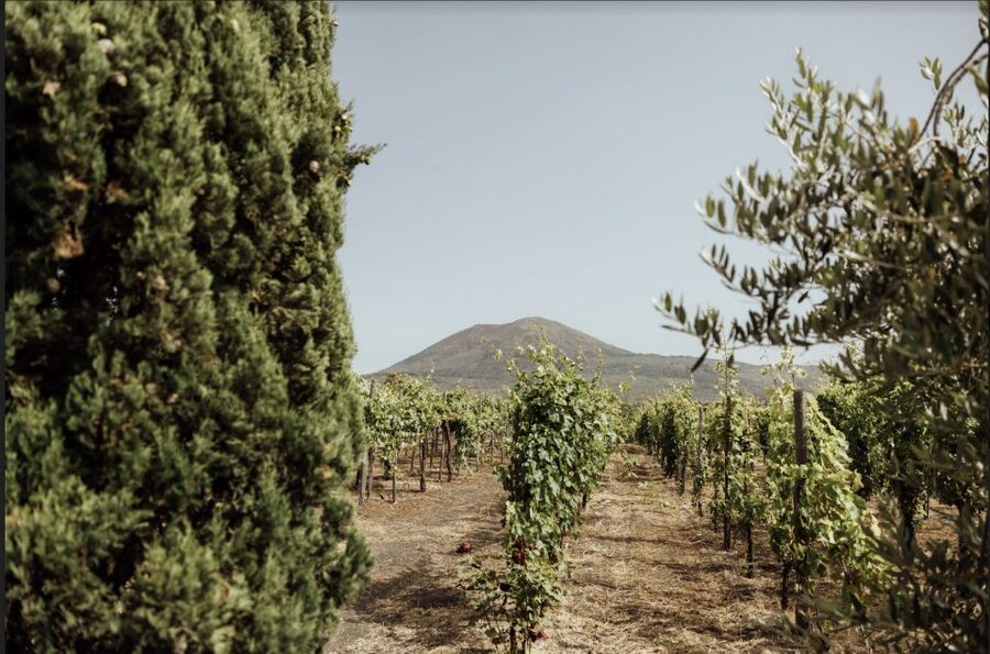 Mount Vesuvius: Vineyard Tour with Wine Tasting and Lunch - What the 1.5 to 2 hours looks like