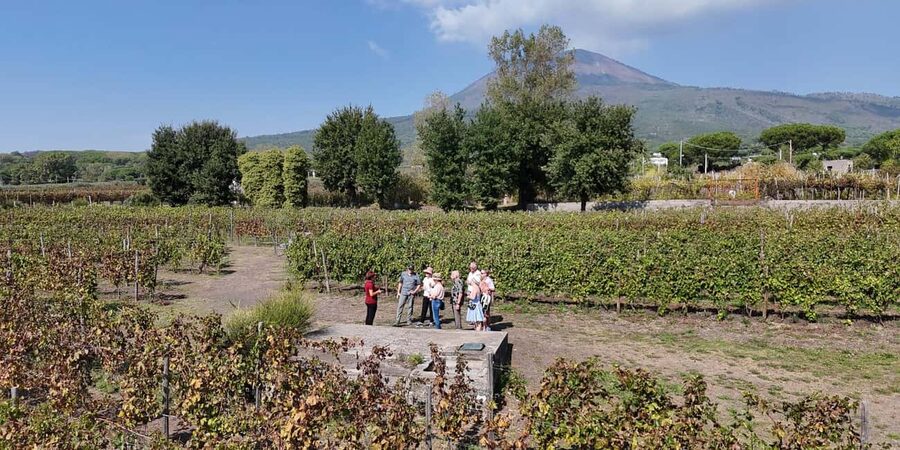 Mount Vesuvius: Vineyards Tour with Wine Tasting and Lunch - What you may taste with the food