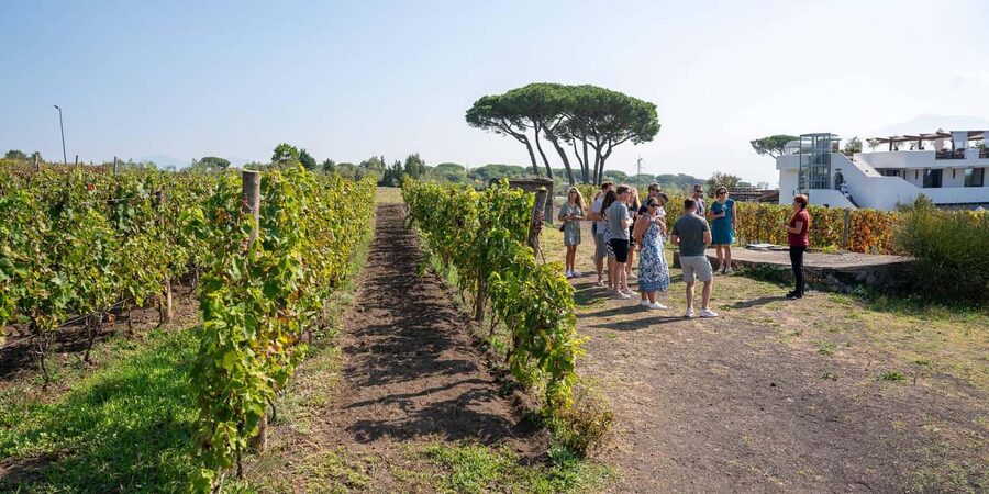 Mount Vesuvius: Vineyards Tour with Wine Tasting and Lunch - Timing, group size, and the practical details
