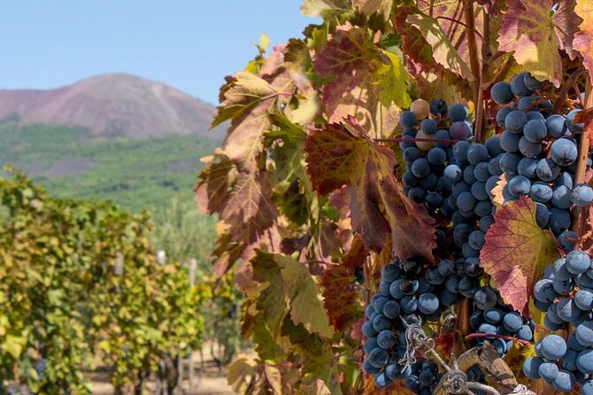 Mt. Vesuvius Tour from Naples with Lunch at a Vineyard Included - Key points before you book
