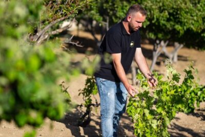 Mykonos: Winery Vineyard Experience with Food & Wine Tasting
