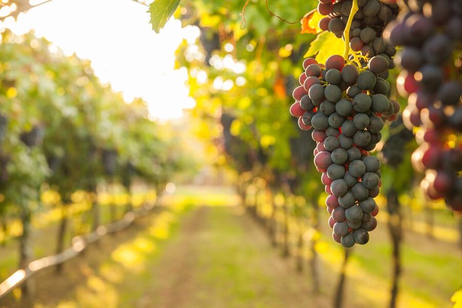 Nafplion: Nemea Vineyards Wine Tour - Who will enjoy this six-hour outing