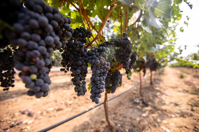 Napa and Sonoma Wine Country Full-Day Tour from San Francisco - Sonoma Plaza gives you a real lunch choice