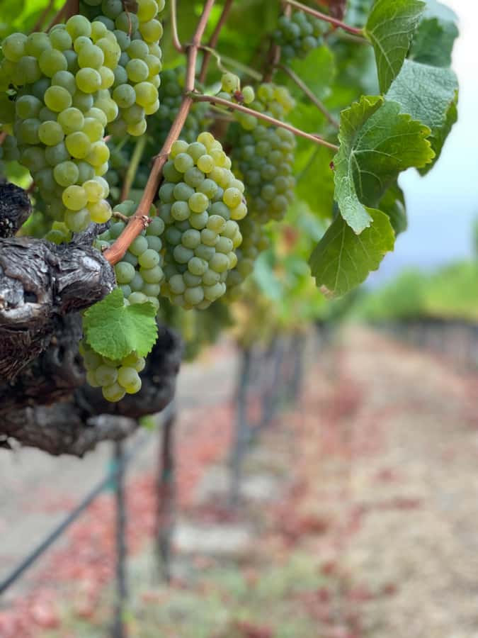 Napa Valley: ATV Vineyard Tour with Wine Tasting - Why the ATV ride changes the Napa wine visit