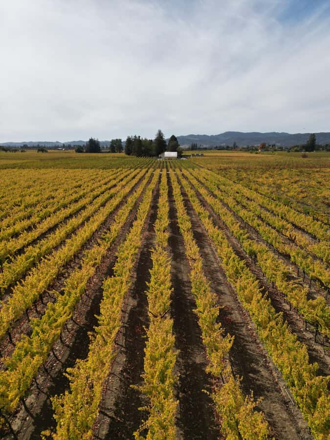 Napa Valley: ATV Vineyard Tour with Wine Tasting - What happens during the 1.5-hour vineyard tour