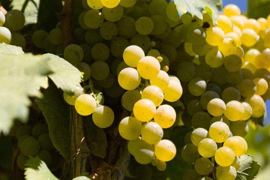 Naples: Mount Vesuvius Vineyard Tour w/ Lunch & Wine Tasting - Arriving at Azienda Vinicola Sorrentino