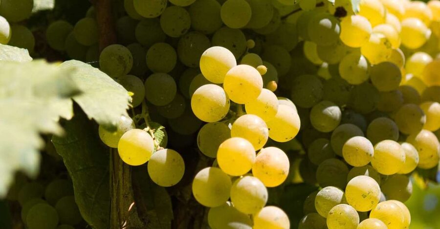 Naples: Mount Vesuvius Vineyard Tour w/ Lunch & Wine Tasting - Five wines from Lacryma Christi to Passito