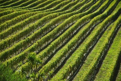 Mount Vesuvius Vineyard Tour w/ Lunch & Wine Tasting