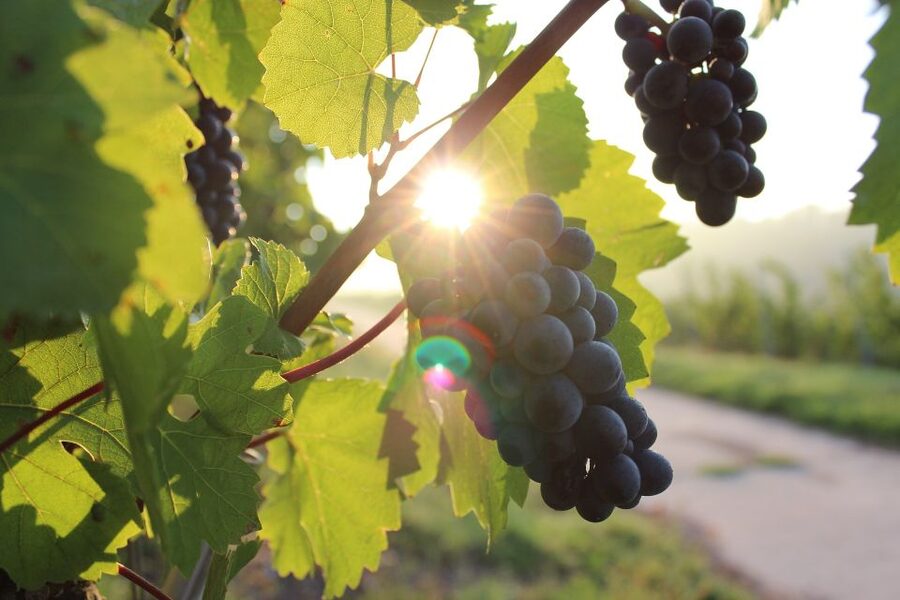 Naples: Mount Vesuvius Vineyard Tour w/ Lunch & Wine Tasting - A homemade lunch with classic Neapolitan flavors