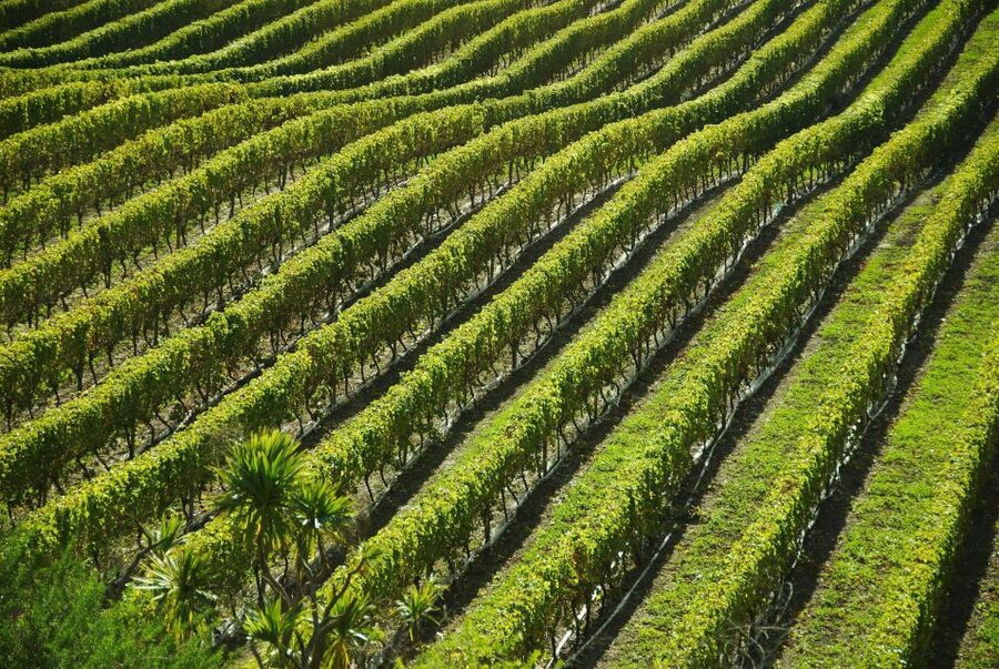 Naples: Mount Vesuvius Vineyard Tour w/ Lunch & Wine Tasting - A short walk through the Vesuvius vines
