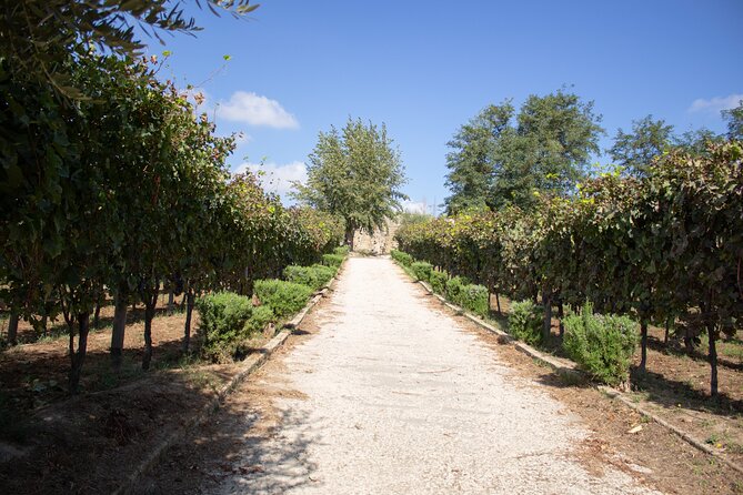 Naples Tuk Tuk Experience Views and Vineyards - Should you book Views and Vineyards?