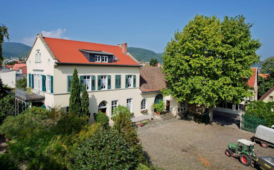 Neustadt: Wine tasting with cellar tour and vineyard visit - Key points at a glance