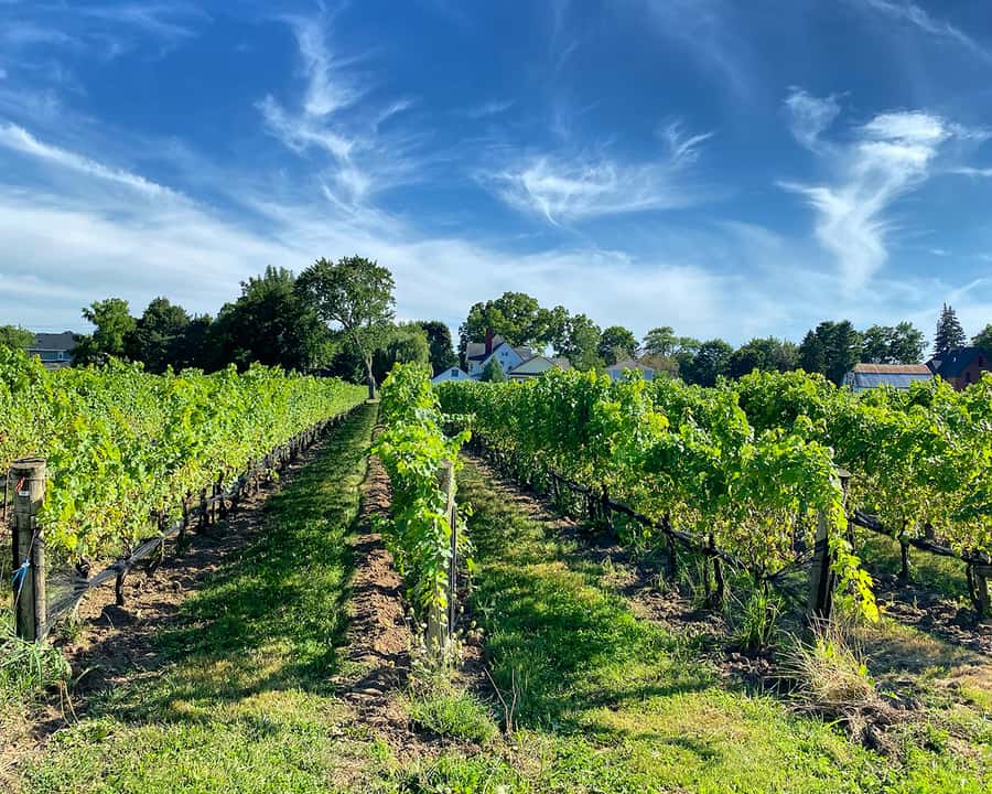 Niagara: Lunch in the Vineyard Experience - Lunch at BarrelHead gives the day a proper pause