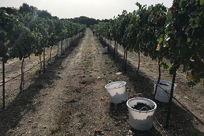 North Texas Wineries & Vineyards Tour & Tastings - How the tastings work