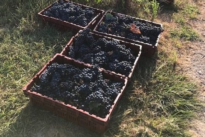 North Texas Wineries & Vineyards Tour & Tastings - Private transportation makes the price easier to judge