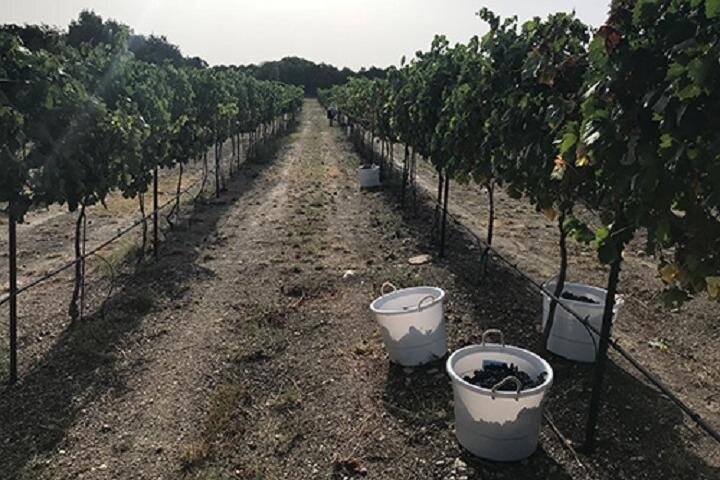 North Texas Wineries & Vineyards Tour & Tastings - What the guide adds to the day