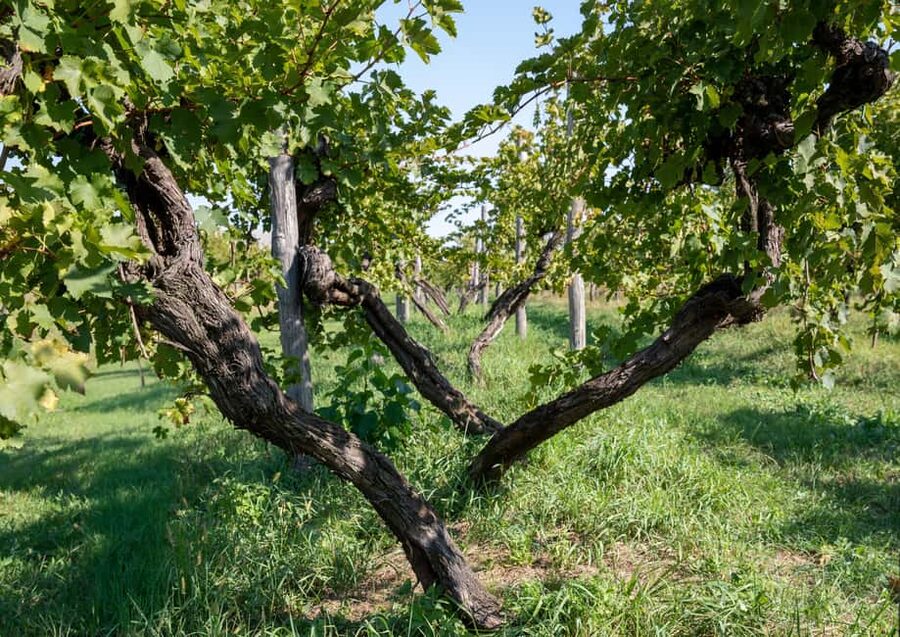 Off-road tour through vineyards and organic wine tasting at Villa Bogdano 1880 - Arriving at Villa Bogdano 1880 near Venice