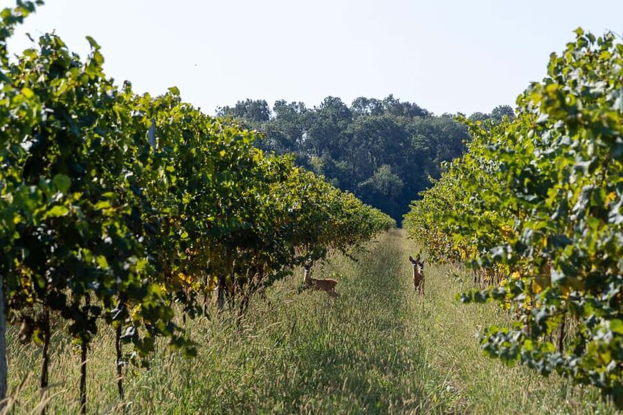 Off-road tour through vineyards and organic wine tasting at Villa Bogdano 1880 - The panoramic terrace at 20 meters