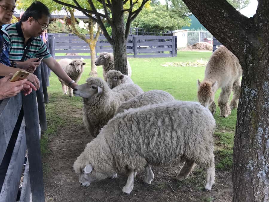 Onshore Highlights of Marlborough's Wine Region from Picton - Key points to know before you book