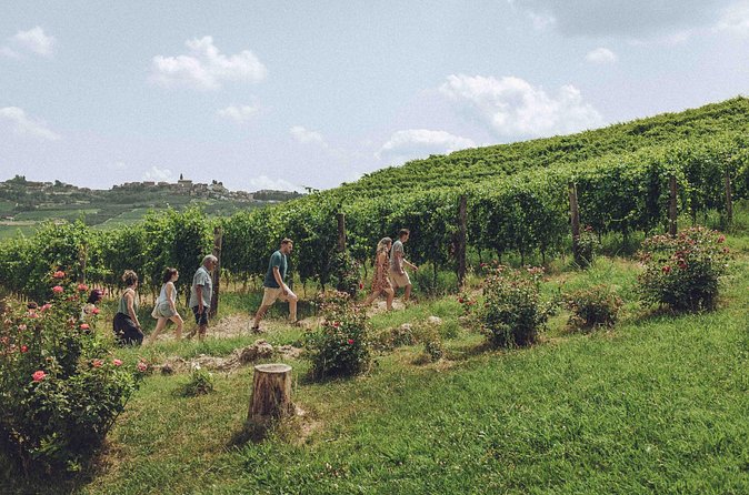 Organic Wine Tasting in the Langhe Hills – Vineyard & Cellar Tour - Is $36.28 Good Value?