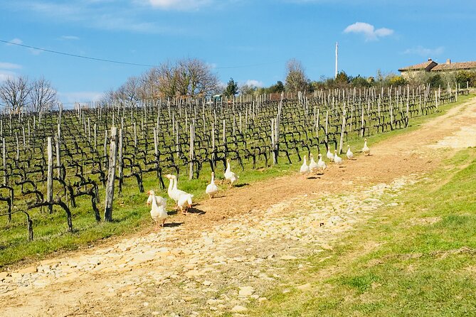 Organic Wine Tour&Tasting overlooking Chianti Classico Vineyards - Key points to know before booking