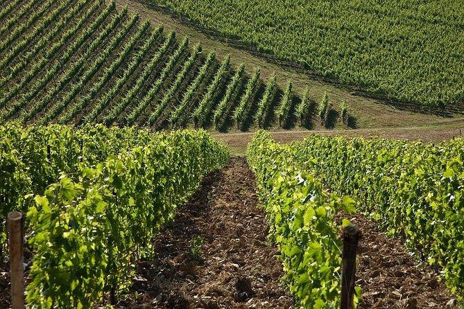 Organic Wine Tour&Tasting overlooking Chianti Classico Vineyards - Why the terrace setting matters