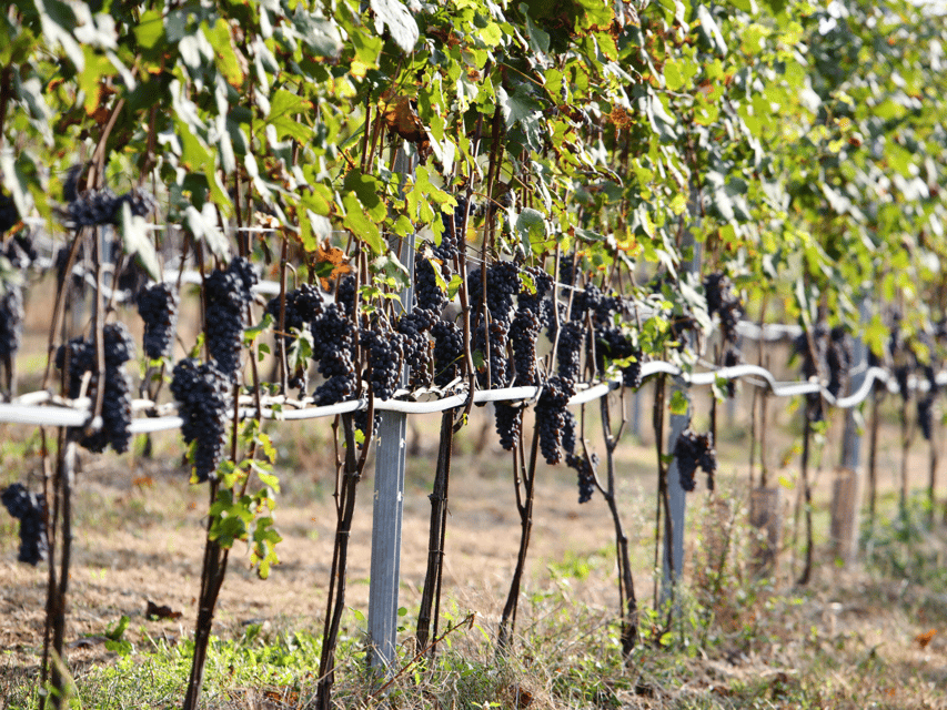 Organic Winery Visit near Turin with Wine & Food Tasting - Five wines and a Piedmont-style tasting table