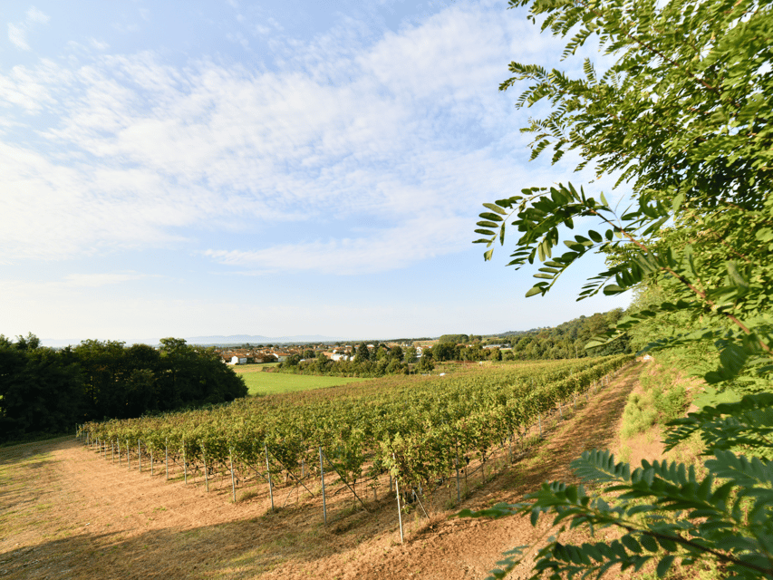 Organic Winery Visit near Turin with Wine & Food Tasting - What the $58 price delivers