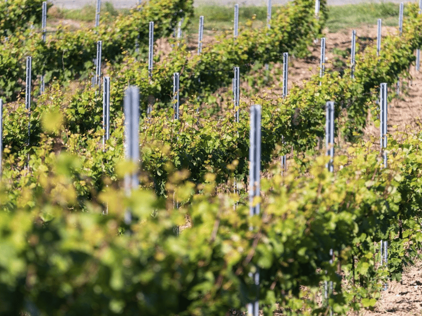 Organic Winery Visit & Wine Tasting with Food in Pavia - Inside the Production Area for 45 Minutes