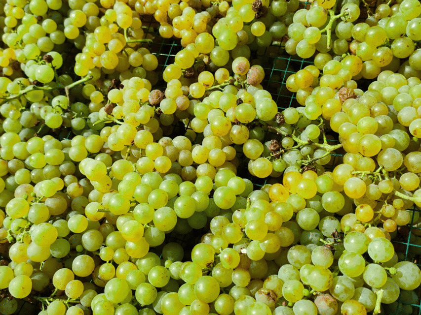 Organic Winery Visit & Wine Tasting with Food in Pavia - Four Wines With Local Cured Meats and Cheese