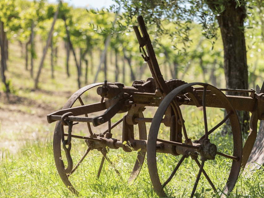 Organic Winery Visit & Wine Tasting with Food in Pavia - Who Will Get the Most From This Visit