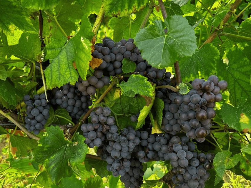 Organic Winery Visit & Wine Tasting with Food in Pavia - Timing, Weather, and Booking Flexibility
