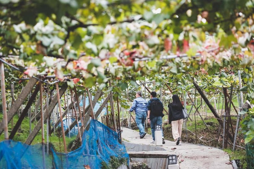 Osaka Winery Tour with Wine Tasting & Vineyard Walk - Starting at Katashimo Winery
