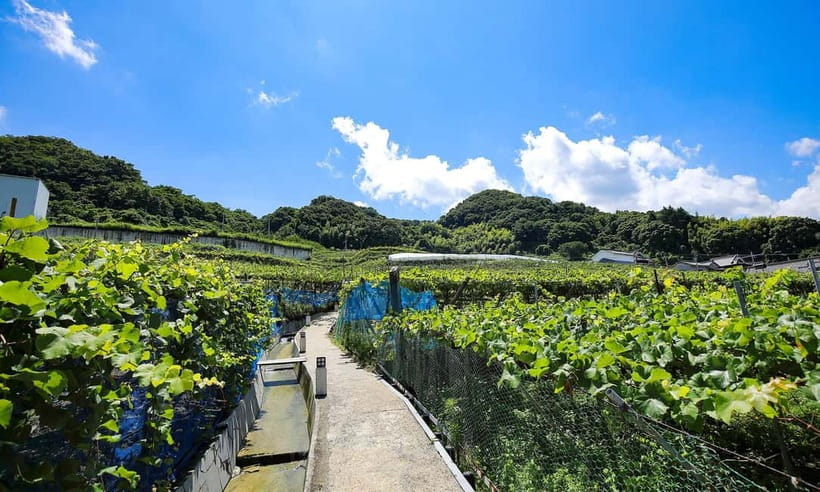 Osaka Winery Tour with Wine Tasting & Vineyard Walk - Walking through old streets near the winery