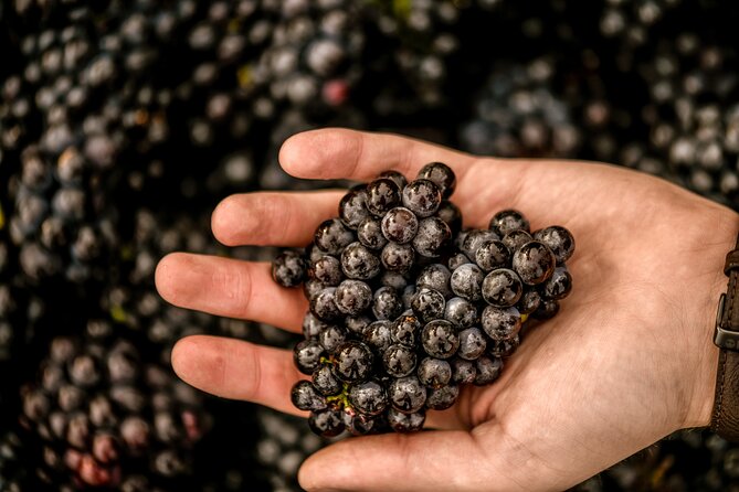 Owners vineyard tour and tasting at Oastbrook - Timing, access, and practical planning