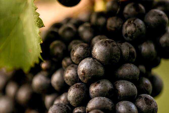Owners vineyard tour and tasting at Oastbrook - The final call: book it if you want the people behind the bottle