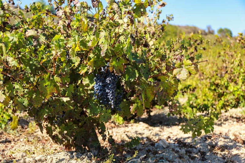 Paphos: Wine Tour – Vineyards, Tastings & Scenic Views - Timing, comfort, and what to bring